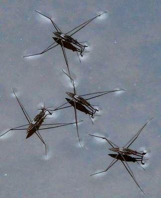 Клопи: фото та короткий опис найбільш поширених видів