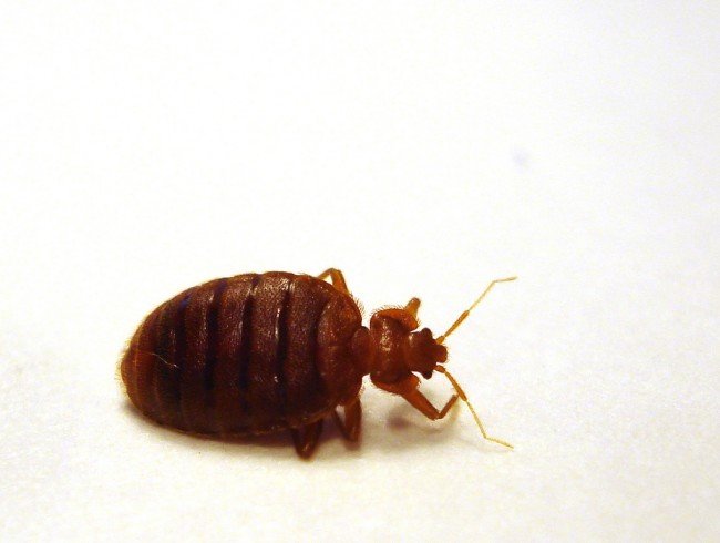 Клопи у квартирі: як позбутися самостійно