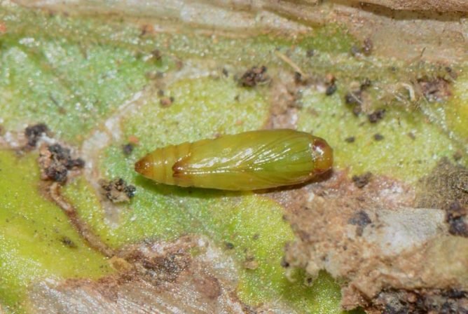 Методи боротьби з мінуючої томатною міллю