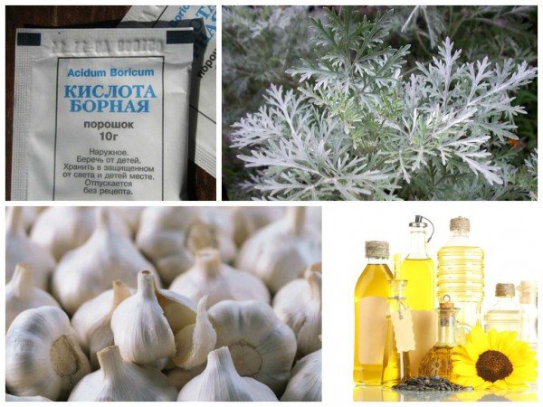 Домашні мурахи як позбутися від них самостійно назавжди