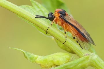 Наскільки небезпечним може бути небезпечний ріпаковий листоїд та інші шкідники ріпаку та як з ними боротися