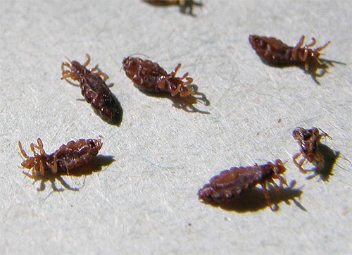 До чого сняться воші – калейдоскоп найпопулярніших сонників