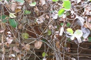 Хвороби та шкідники жимолості: ознаки і методи боротьби з ними