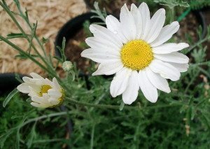 Як позбутися від постільних клопів народними засобами: полин, живиця, багно та інші Як позбутися від постільних клопів народними засобами: полин, живиця, багно та інші