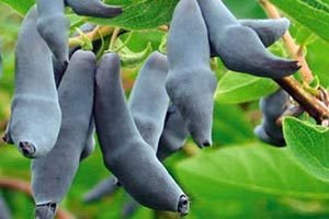 Жимолость для вирощування в Сибіру: опис сортів, рекомендації по посадці і правила по догляду