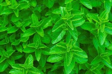 Як захиститися від шкідників мяти перцевої: мятного листоїда, блішки кліща