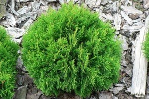 Туя західна: розглядаємо найбільш популярні і затребувані для садівників сорти