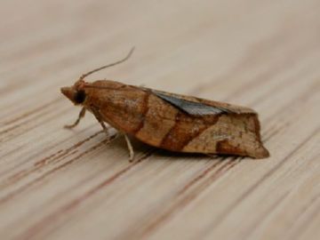 Кривоусая, мінлива, розанная   різноманітність світу листовійок