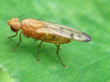 Вороги зернових: смугаста хлібна блішки та інші шкідливі комахи