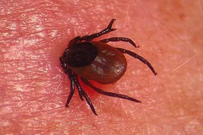 Кліщовий бореліоз: його види та джерела зараження