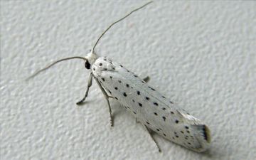 Різновиди горностаєвої молі: черемхова, звичайна та методи боротьби з нею