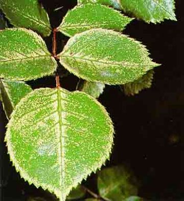 Заходи боротьби з розанною цикадкою на трояндах і бузку