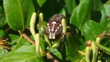 Мармуровий хрущ – ворог лісів і виноградників