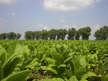 Жук листоїд і його численне сімейство тополевих та вільхових різновидів