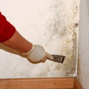 Як позбутися від грибка на цегляних стінах