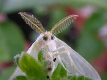 Золотогузка: морфологія, розвиток від гусениці до метелики, основні заходи боротьби