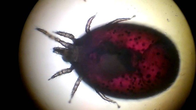 Гамазовые кліщі та їх відмінні особливості