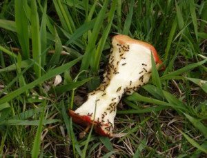 Чим харчуються мурахи: що люблять мурахи в квартирі