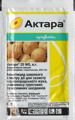 Клоп черепашка – спосіб життя та ефективні методи боротьби