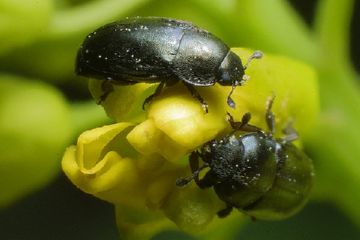 Наскільки небезпечним може бути небезпечний ріпаковий листоїд та інші шкідники ріпаку та як з ними боротися