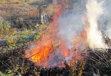 Як врятувати ліс від дубового заболонника: найбільш ефективні заходи боротьби