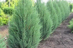 Огляд найпопулярніших пірамідальних туй: особливості, правила посадки та догляду