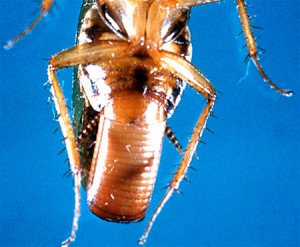 Як таргани розмножуються: скільки тарганів вилуплюється з одного яйця Як таргани розмножуються: скільки тарганів вилуплюється з одного яйця