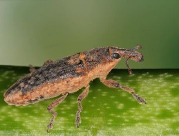 Найцікавіші та поширені види довгоносиків: південний, листової, стеблової, пятиточковий та інші