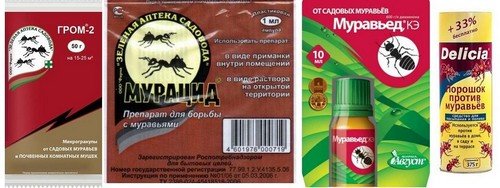 Знищення мурах: вибираємо засіб від садових шкідників