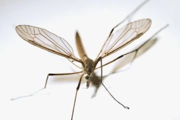 Домашні паразити комахи: їх особливості та методи боротьби