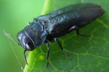 Все про самих небезпечних шкідників листяних дерев: златки, пильщики, блішки