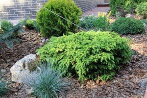 Туя Тіні Тім: опис цікавого карликового сорту чагарника з чудовими декоративними якостями