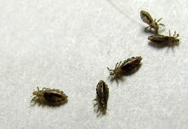 Воші – життєвий цикл, будова, види