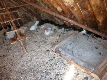 Курячий кліщ: як позбутися непроханого гостя