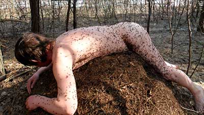 До чого сняться мурахи, розгадуємо зміст снів