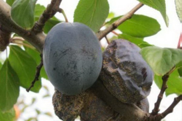 Вирощування сливи в саду: посадка, догляд та прийоми агротехніки для забезпечення високої врожайності