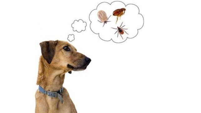 До чого сняться блохи: Чекати радості чи смутку?