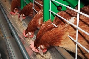 Як зробити годівницю для курей своїми руками: види, креслення з розмірами, фото і відео