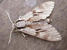 Харчова моль: зовнішній вигляд і особливості життя