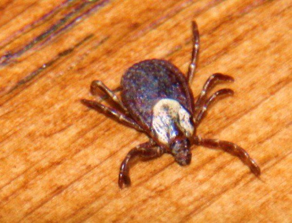 Причиною захворювань шкіри може стати підшкірний кліщ