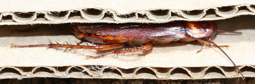 Американський тарган: фото та особливості виду