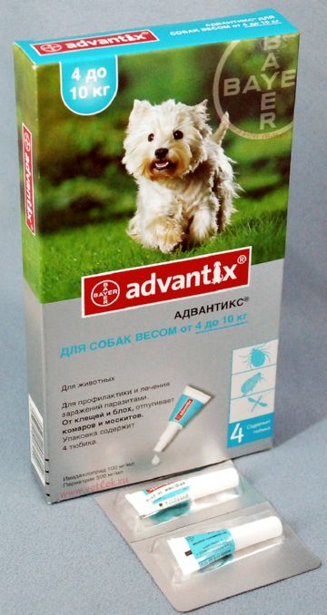 Волосоїди у кішок   симптоми і правильне лікування