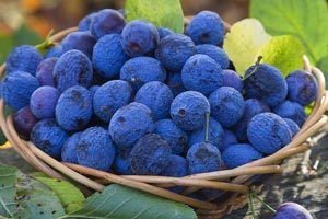 Жимолость: корисні властивості, протипоказання та можливості використання