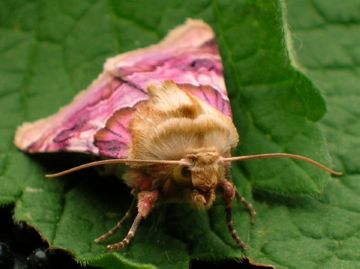 Шкідники рослин: совка гамма і інші представники совок