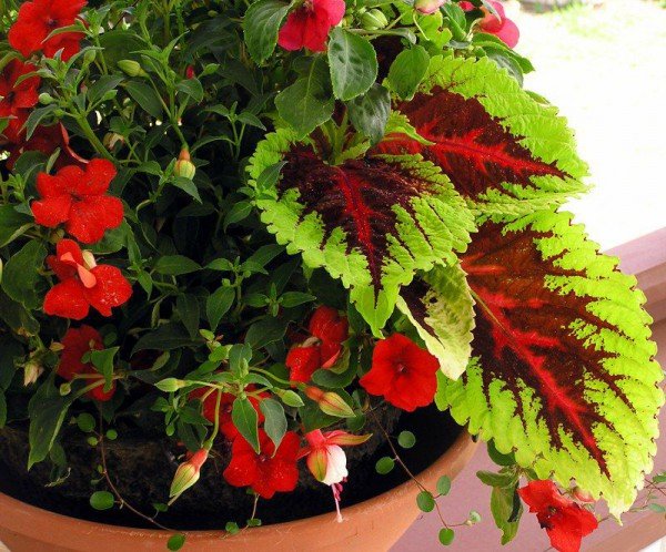 Мошки в кімнатних квітах як позбутися від них?