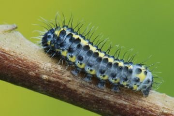 Шкідники рослин: совка гамма і інші представники совок