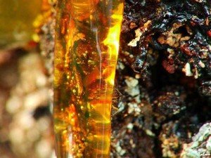 Як позбутися від постільних клопів народними засобами: полин, живиця, багно та інші