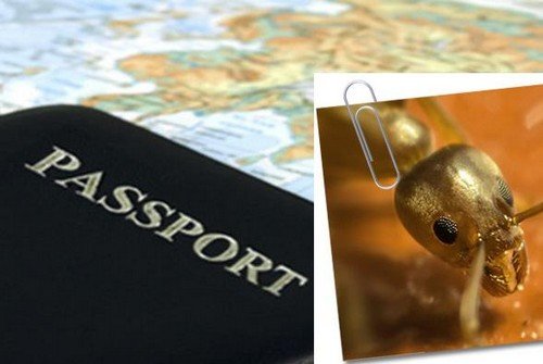 Домашні мурахи – причини появи маленьких непроханих гостей