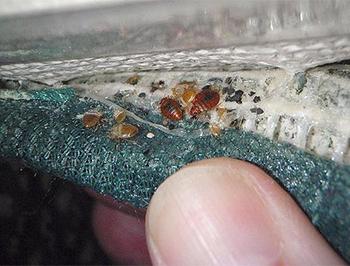 Звідки беруться клопи: шляхи проникнення і супутні фактори