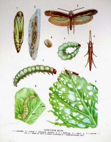 Капустяна міль. Що це і як з нею боротися?